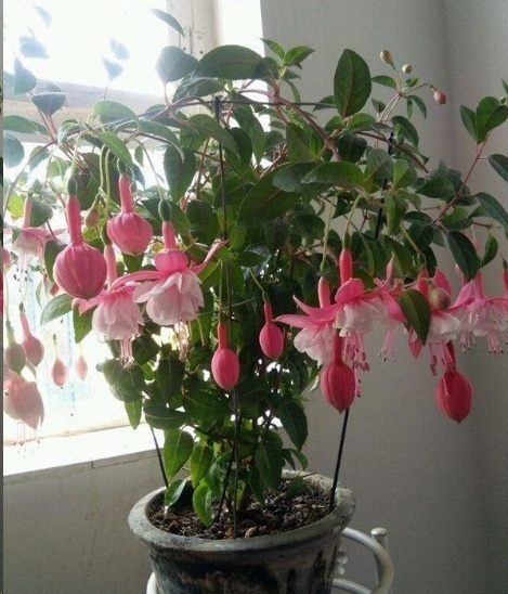 风信子|这18种超级好养的植物，养花新手也能养的很好!