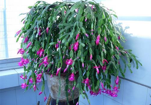 植物|秋天养蟹爪兰，几个关键方法，养得叶子油亮亮，开花爆盆