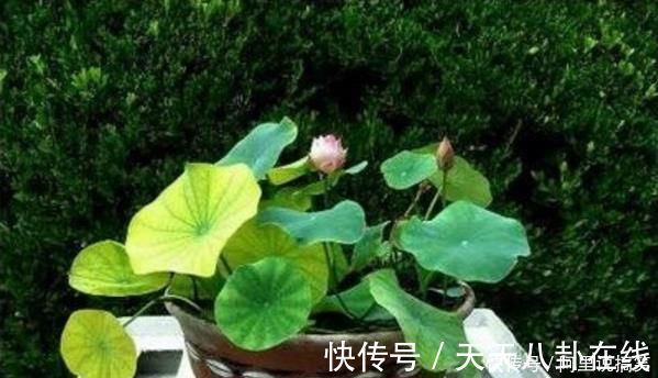 养眼|号称“养不死”的盆栽净化空气又养眼,手残党也能轻松养活