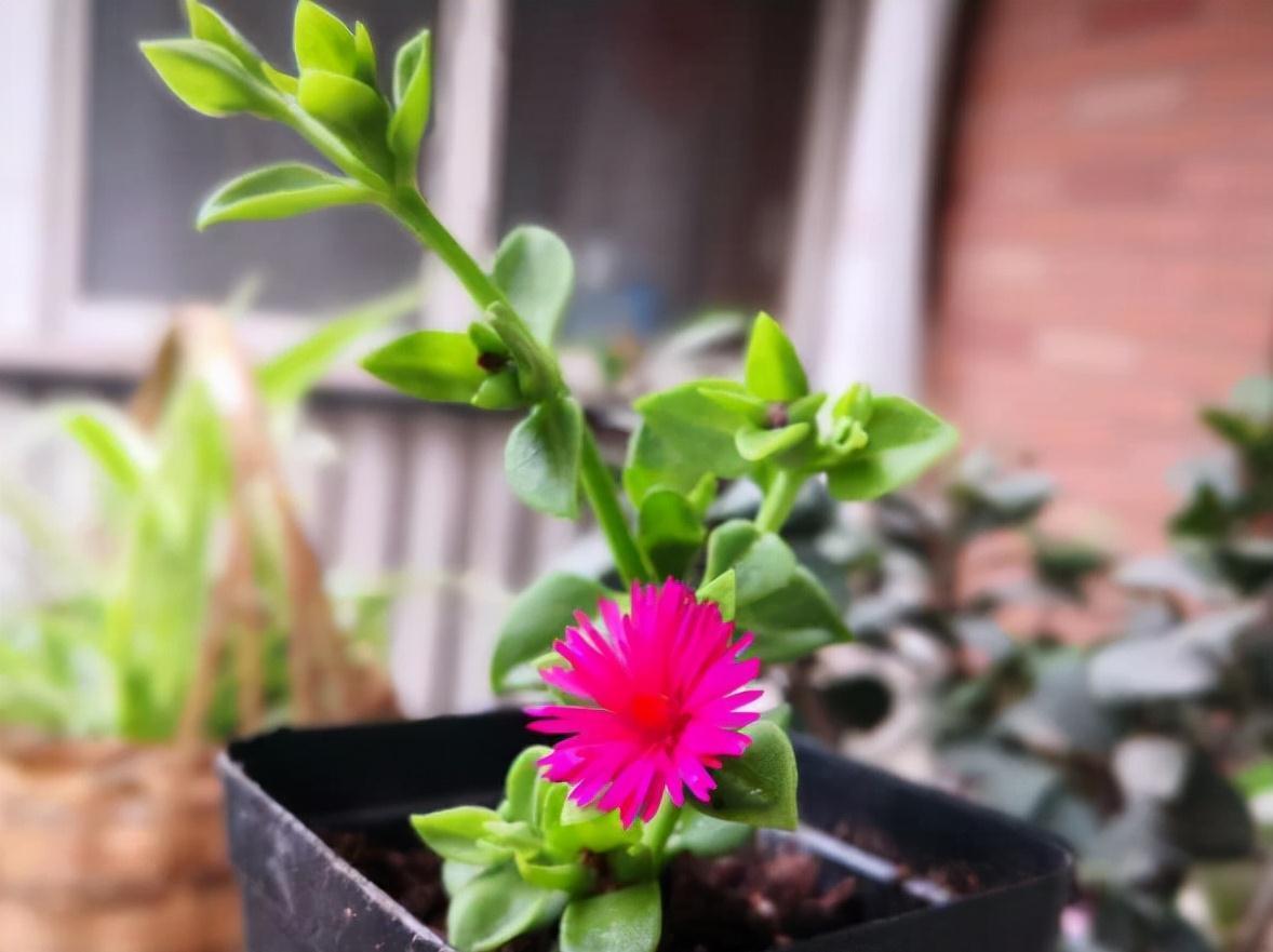 9种漂亮花，现在扦插“正当时”，喜欢别错过