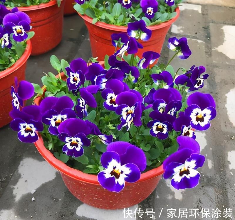 娇艳|6种“冷艳”花，就爱寒冬开，越冷越娇艳，雍容又华丽