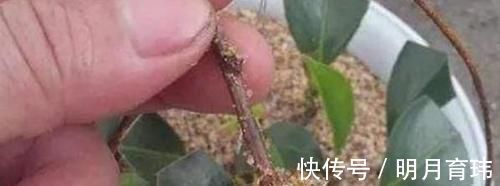 土壤|新手养花盆栽土里就掺杂它，土壤不结块，花草不闷根、烂根