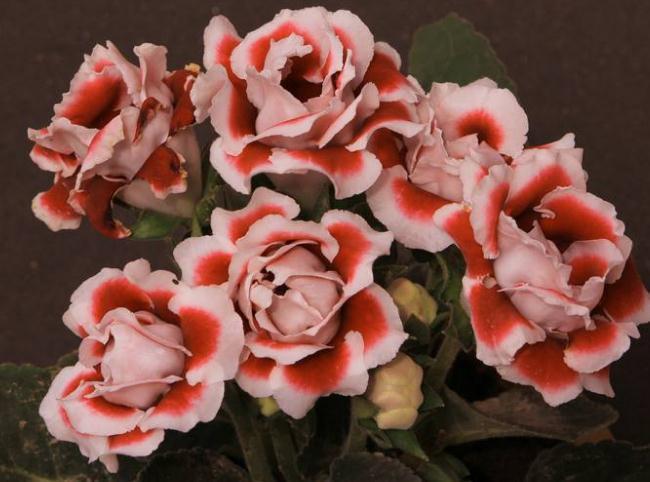 “3种花”一见水就疯长，偷偷摆厕所，叶绿、花儿大，还能去异味