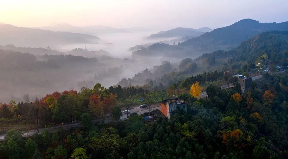 你家|你家那里“黄”了吗？快扫起来~（内附大波美景）