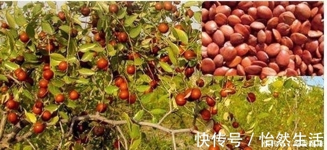 失眠|它是纯天然的“安眠药”，用温水泡一杯，和失眠说拜拜！