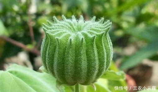 农村有一种野果，价值很珍贵，对治疗耳鸣非常有效