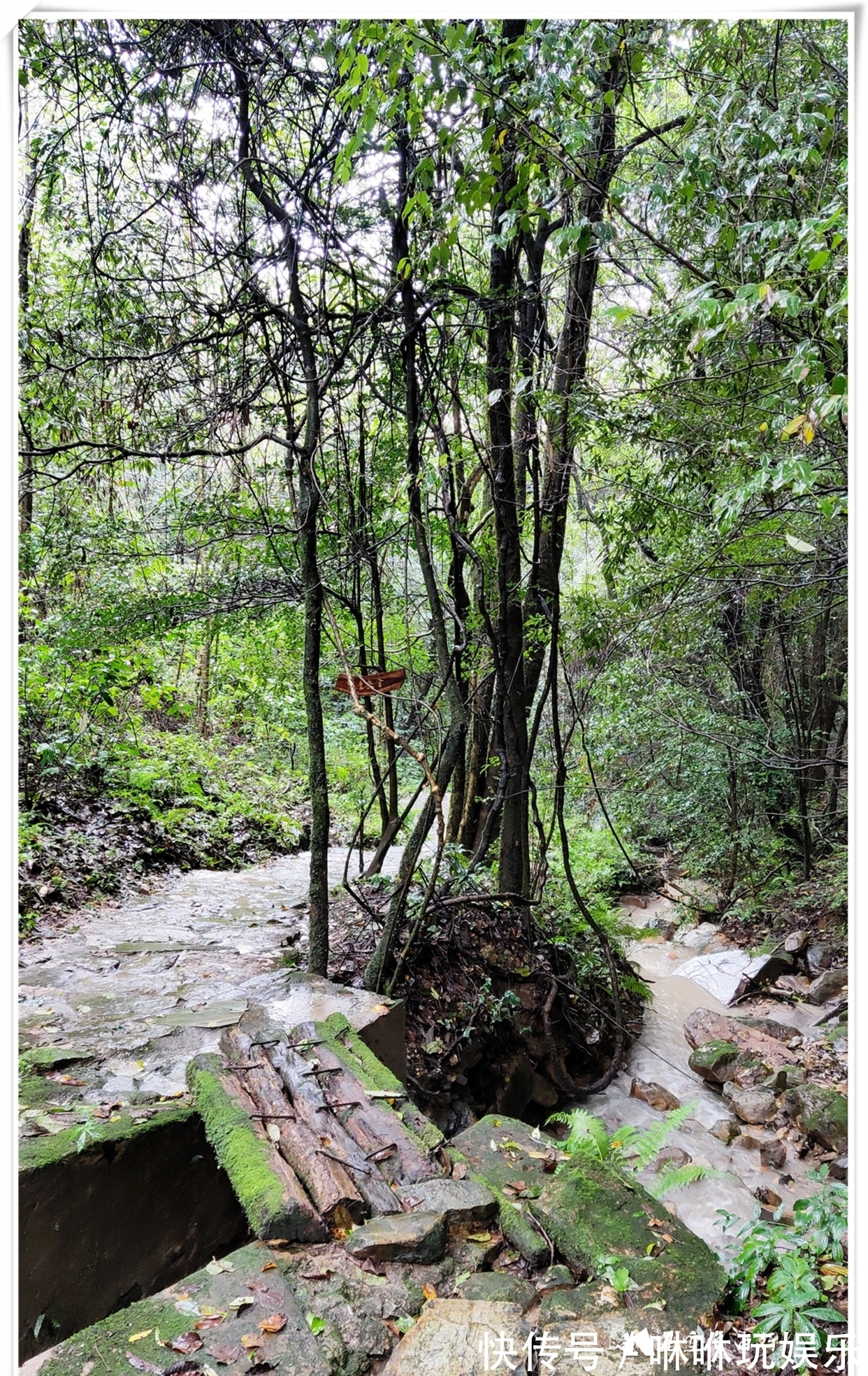 原始森林|自驾云南新平哀牢山，在雨中走茶马古道、体会马帮伙计的辛酸苦辣