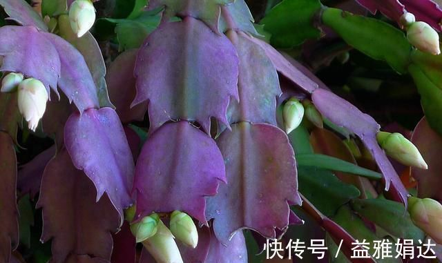 “生根剂”不用买,这2种家家都有,老花匠自己做生根快效果更好