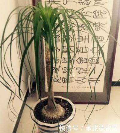 耐旱|3种耐旱的客厅花卉,30天不浇水,反而长爆盆,适合新手