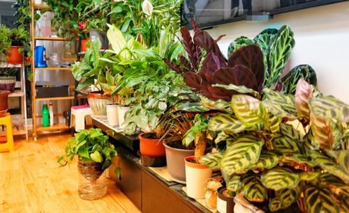 药片养花别忽视这4种，泡泡水就能充当“多个角色”