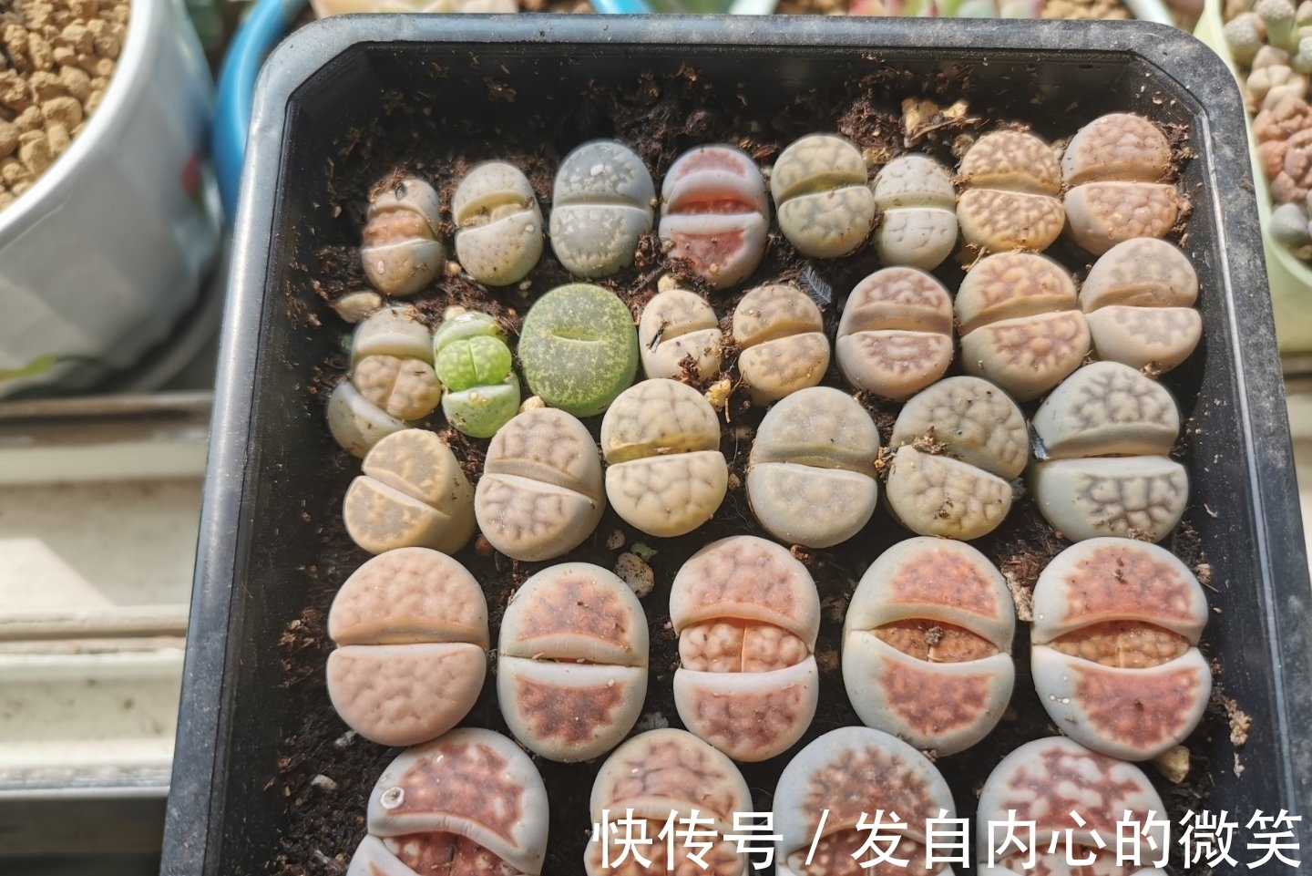 多肉|这“三多肉”是迷你型,无需砍头易群生,价格却不比老桩“便宜”