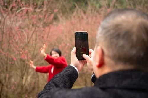 中年|惊艳，临安这里十万多株樱花盛放！