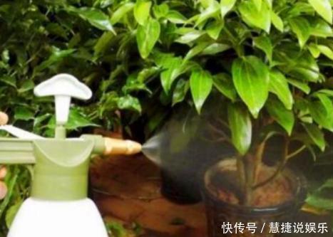 浇花|用2种“过期药”,泡水去浇花,土壤几年不板结,养啥都旺!