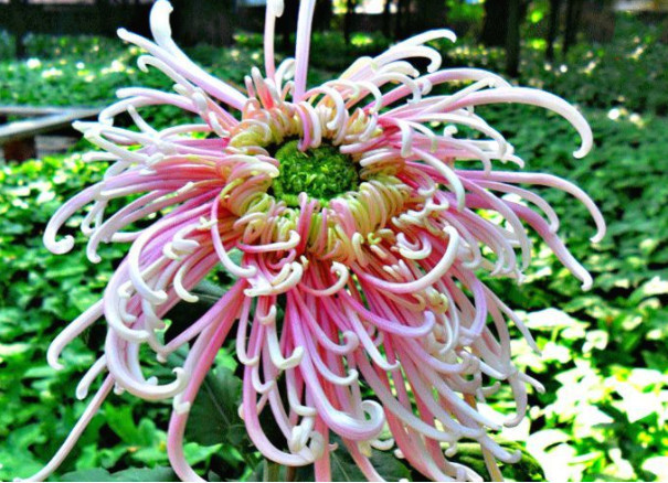 喜欢菊花,不如养盆“菊之珍品”,似金玉起楼,艳压群芳