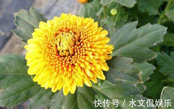 喜欢养菊，不如养一盆“橙乒乓菊”，艳丽活泼，花期长适合盆栽养