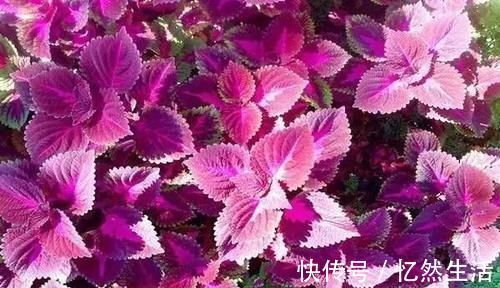 紫苏|每天晚上坚持吃3种食物，排毒养颜、延缓衰老，谁吃谁受益！