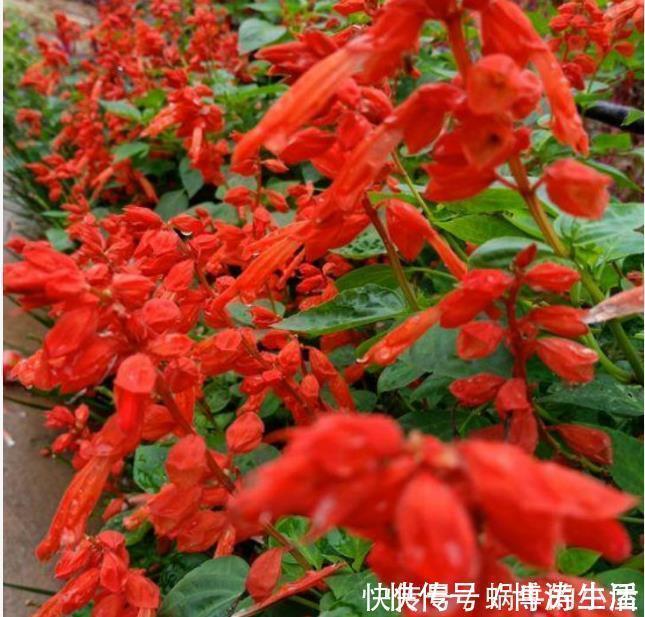 漂亮|此款花卉，花艳易爆盆，越热开花越旺，开成漂亮小花园！