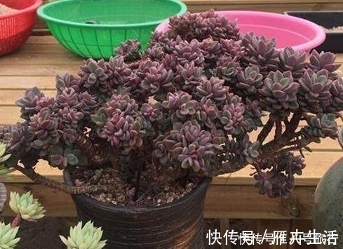 这样的操作多做几次,半年快速养成多肉老桩!