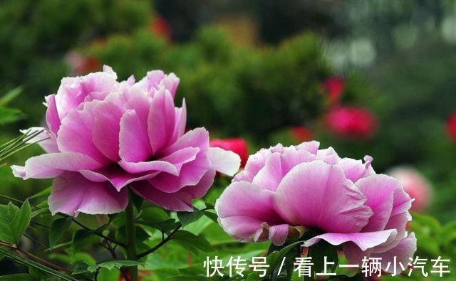 养花|想要养好花王牡丹,这种液体要多用,根茎茁壮,花更大