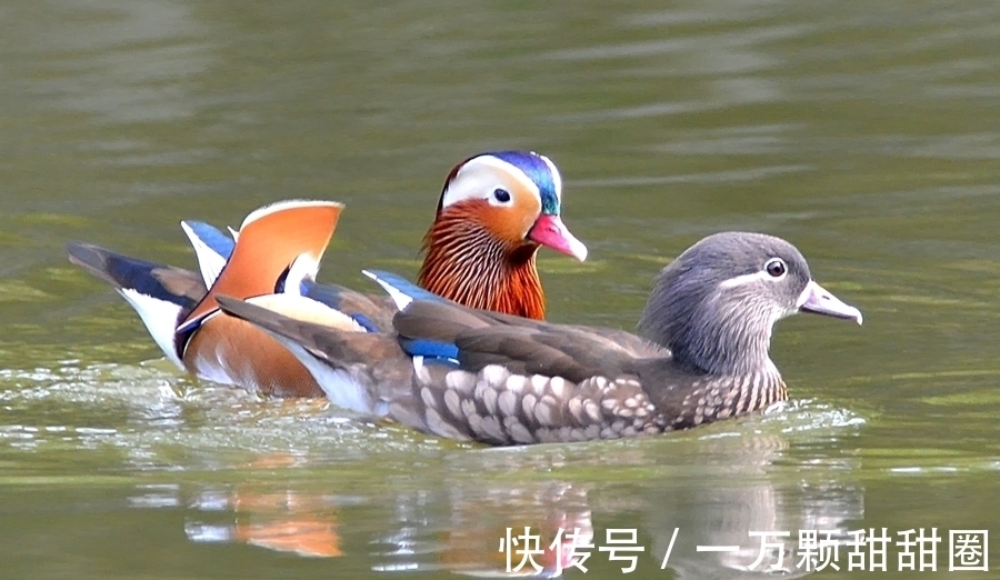 嗫嚅翁#诗人美称,“郑鹧鸪”“嗫嚅翁”“罗牡丹”“雍白鹭”分别是谁?