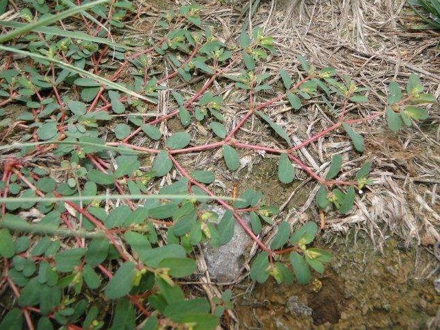 缩小版|农村墙角一野草,又叫“血见愁”,是一味“止血神药”,你认识吗