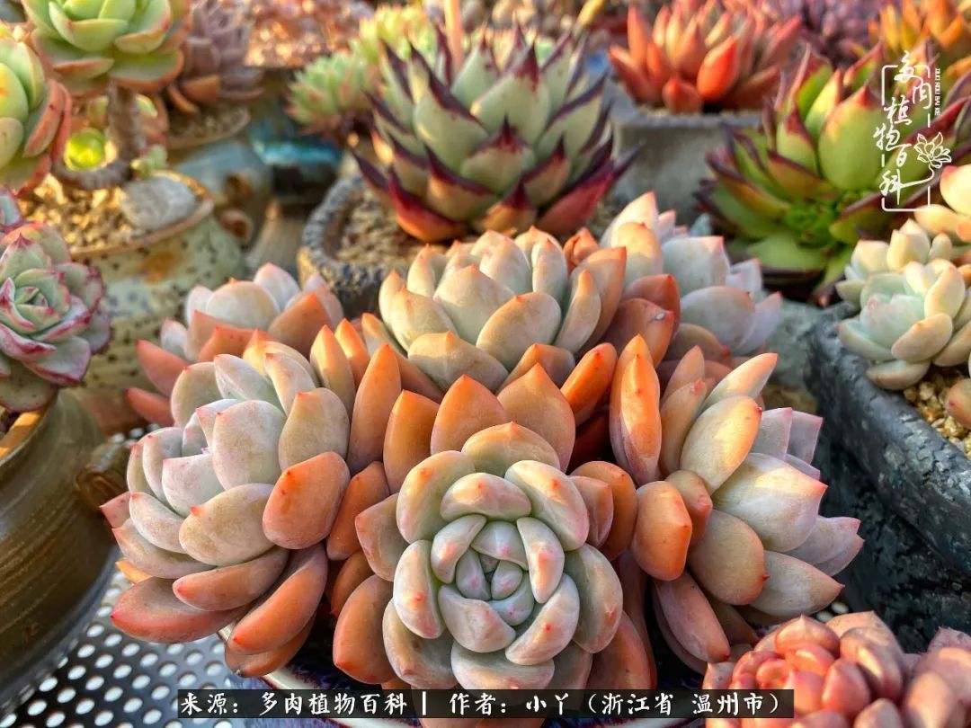 祖上无院家里无矿,一腔浪漫情怀付诸楼顶造花!