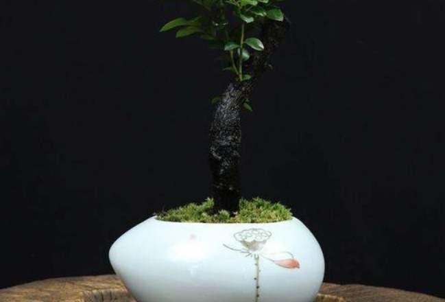 老人|老人常说这4种花遮晦挡煞,不要嫌弃丑,一旦养了福气不请自来