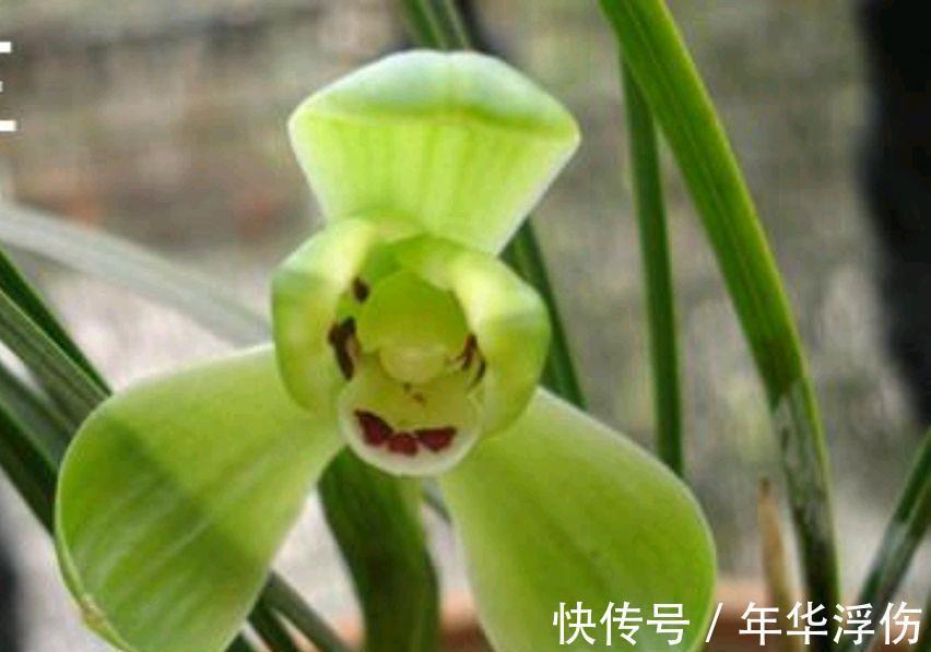 迷人|秋季做对几点,养出香气迷人的春兰