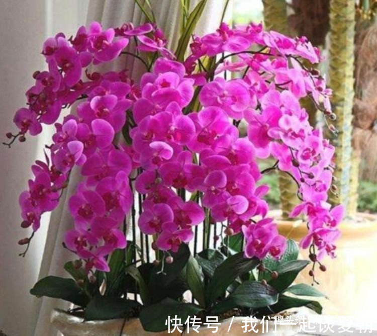 家中必养4种花，漂亮又耐养，随手一养就“爆盆”！