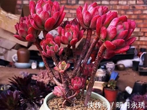 阳台党|这6款多肉被花友捧得很高,其实并不适合阳台党,尤其是最后两种