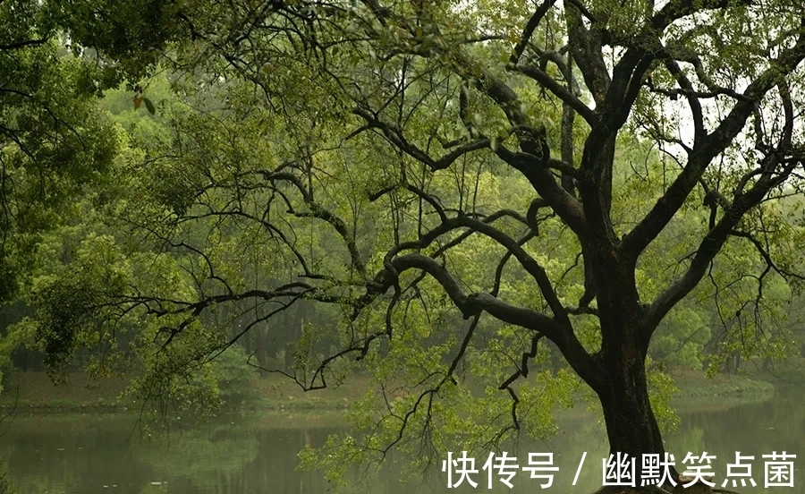 普通话|方言,正在死亡