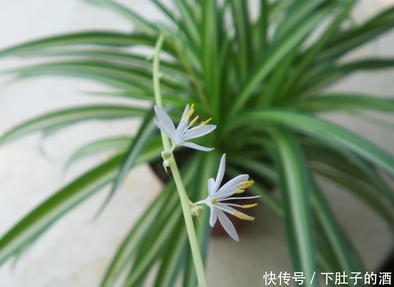 养好吊兰,有3招,叶子又多又大又绿,还有小吊兰