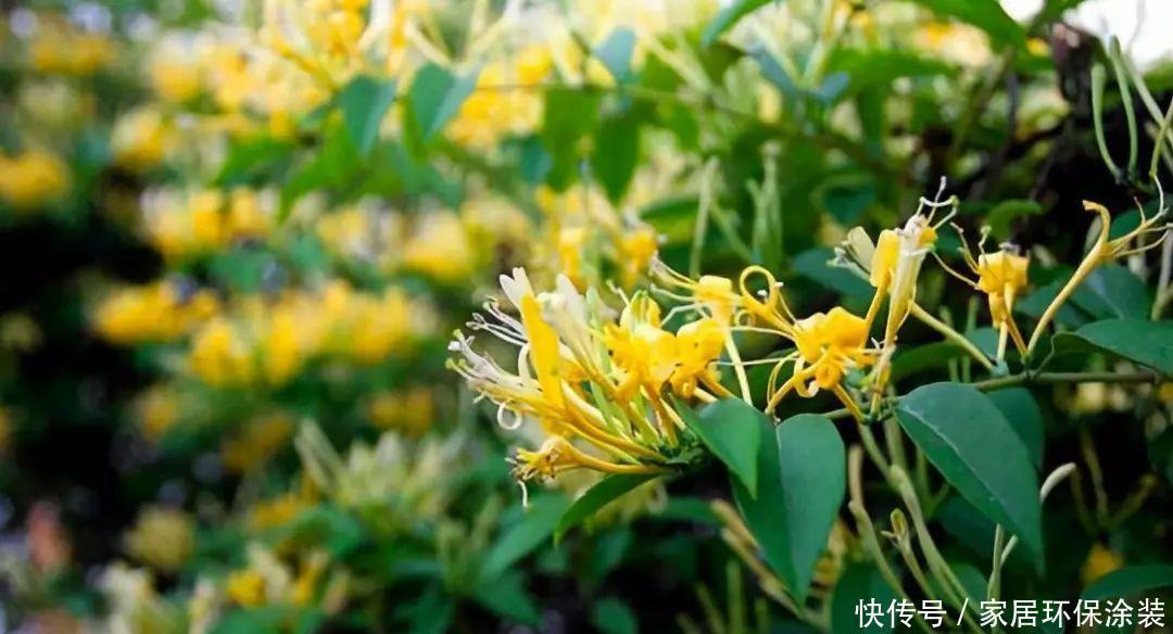 10种适合秋天移种的爬藤花，养1年就能爬满墙