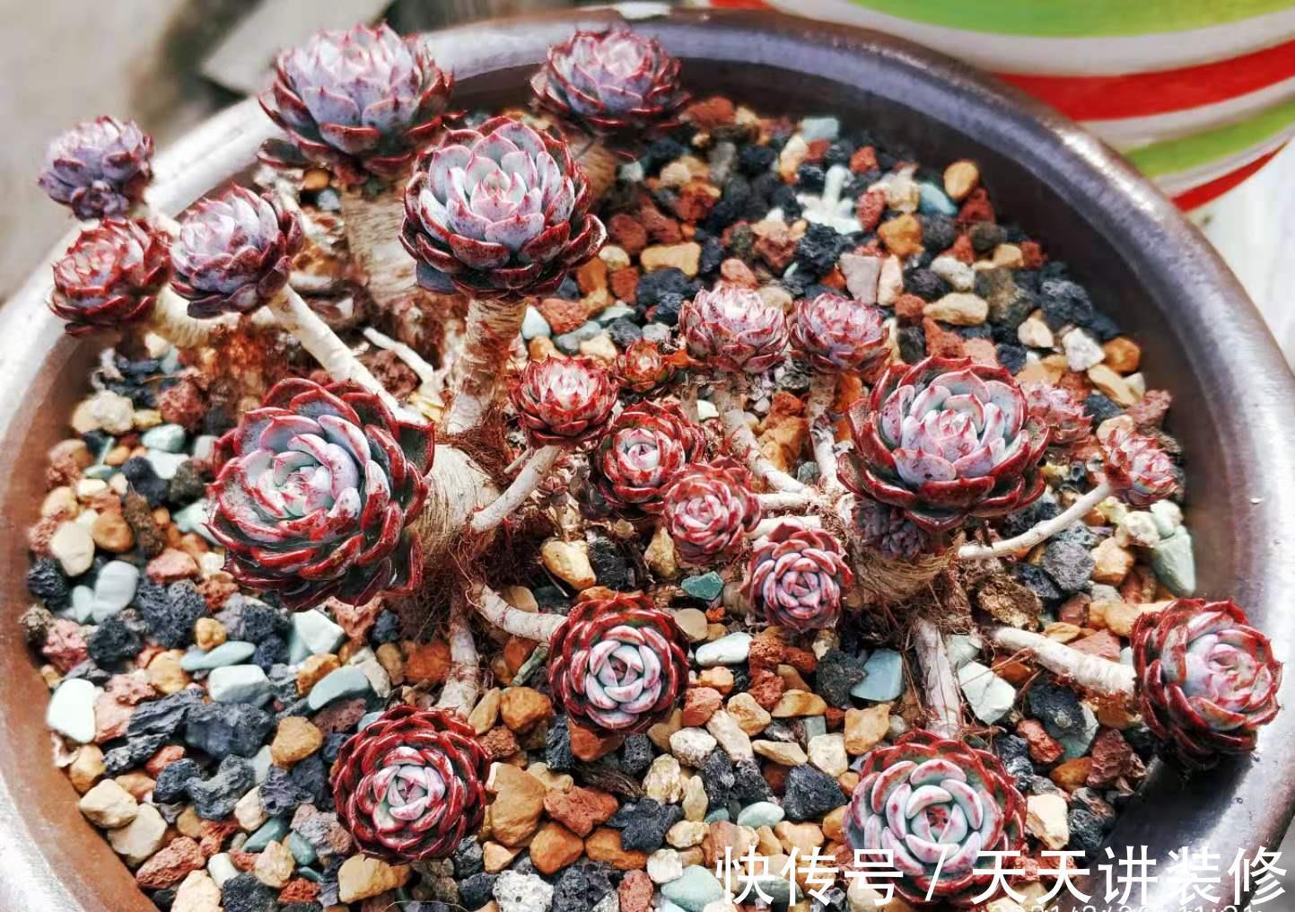 懂得|养多肉并非一定要用专用土,只要懂得配土我们自己DIY也是可以的
