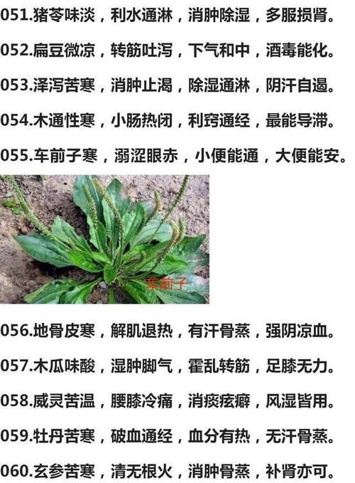 功效|300种中药药性口诀、功效一览表,值得学习,建议收藏加分享