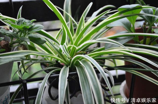 虎皮兰|这3种花养久了要“换盆”,老根旧根修剪掉,干尖黄叶都不来