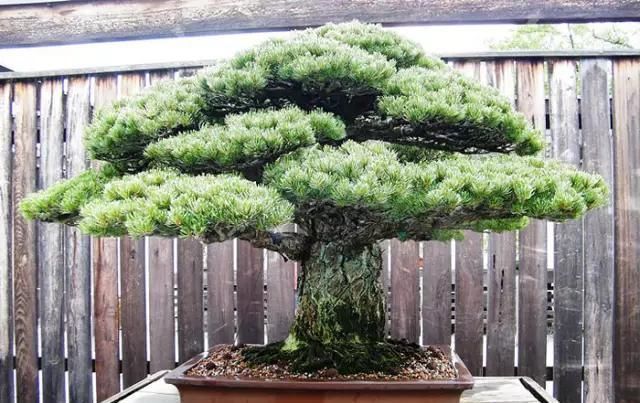 这4种“盆景树”,不仅观赏性高,寿命还特别长,越养越值钱