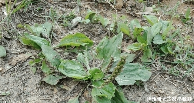 价值|人称“尿床草”,生于路旁,但价值很高,路过请尽量不要踩踏