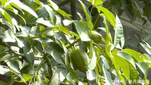 养了十年的发财树,高约5米,年年都结发发财果,出上万都不卖