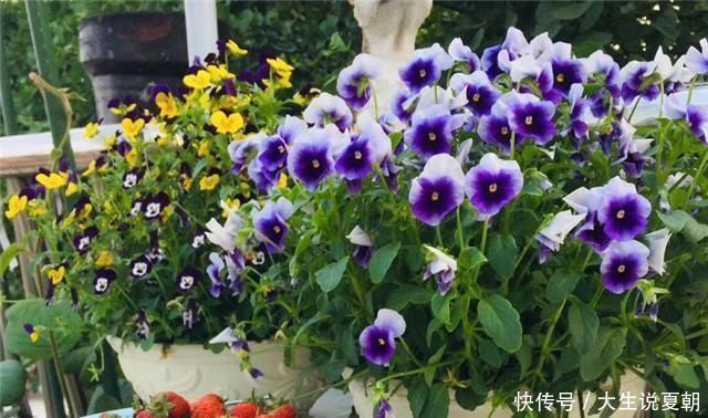 小东西|养花不烂根,捡来小东西垫在盆底,叶绿根壮猛开花