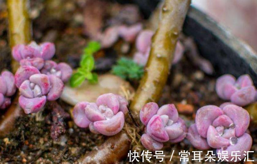 植株|家里有个小阳台，摆上几盆多肉紫乐，颜色梦幻长成悬崖桩