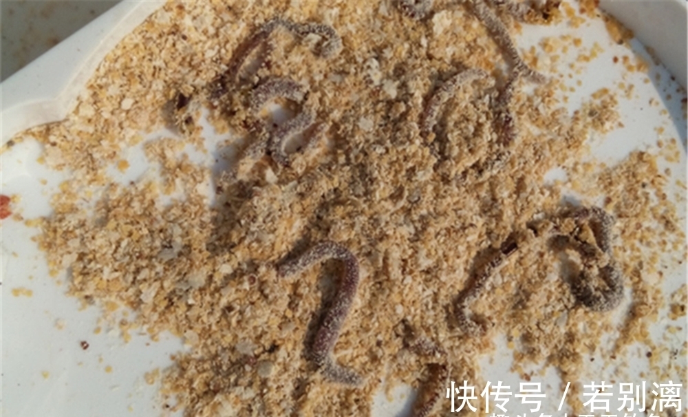 冬季不管天气有多冷,只需用这钓法,大板鲫连竿上,天天钓都不腻