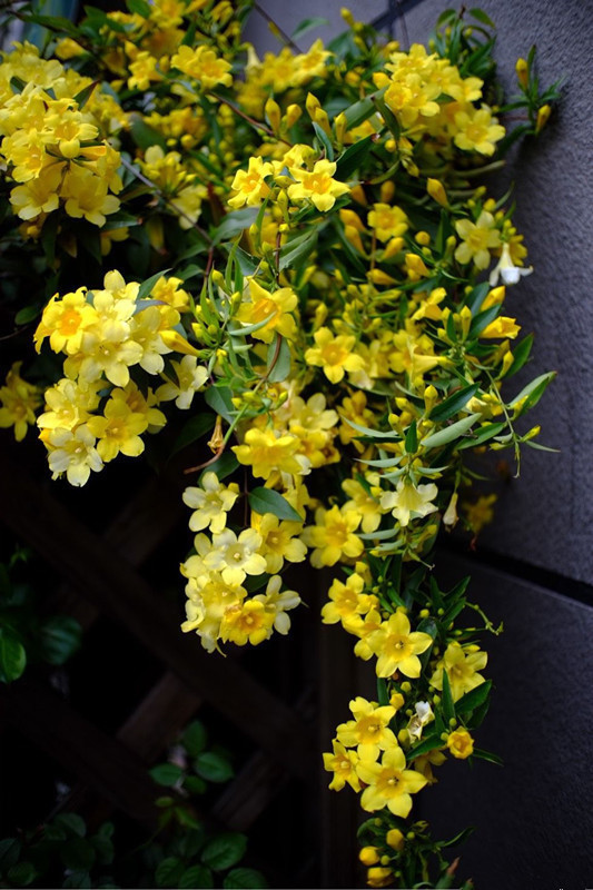 此花比香水还香,花期超半年,冬天也开花,漂亮又好养,值得拥有