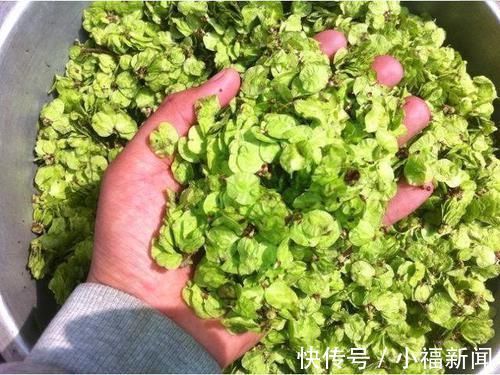 实不相瞒|实不相瞒比消炎药还管用的4种野菜是它们,小炎症不用跑医院了