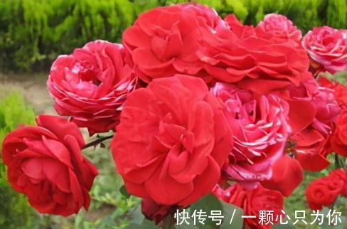 三角梅|养花嫌花期短,花量少,这三种开花机器种在家中,四季有花赏