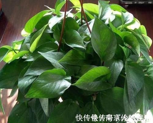 4种植物最适合懒养,十天半个月不用浇水,照样长势旺