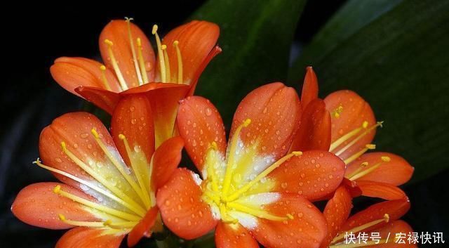 这种“营养液”给君子兰喝一点,花梗“超级多”,花期更长