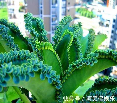 6种“懒人花”可真皮实，一个月不浇水，太阳越晒，开花越泼辣