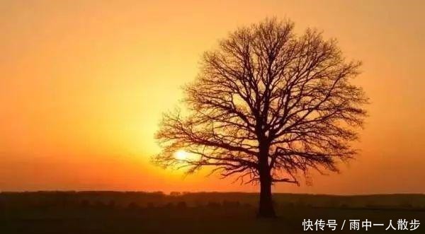 「荐读」你我的故事大树之恩