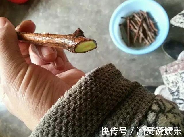 种阳台葡萄|葡萄树掌握2个小窍门,轻松繁殖10盆,种阳台葡萄吃不完!